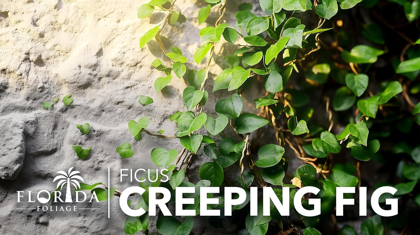 Creeping Fig Vine | 3 Live Plants | Ficus Pumila | Fast-Growing Ground Cover | Evergreen Climbing Vine for Walls & Trellises