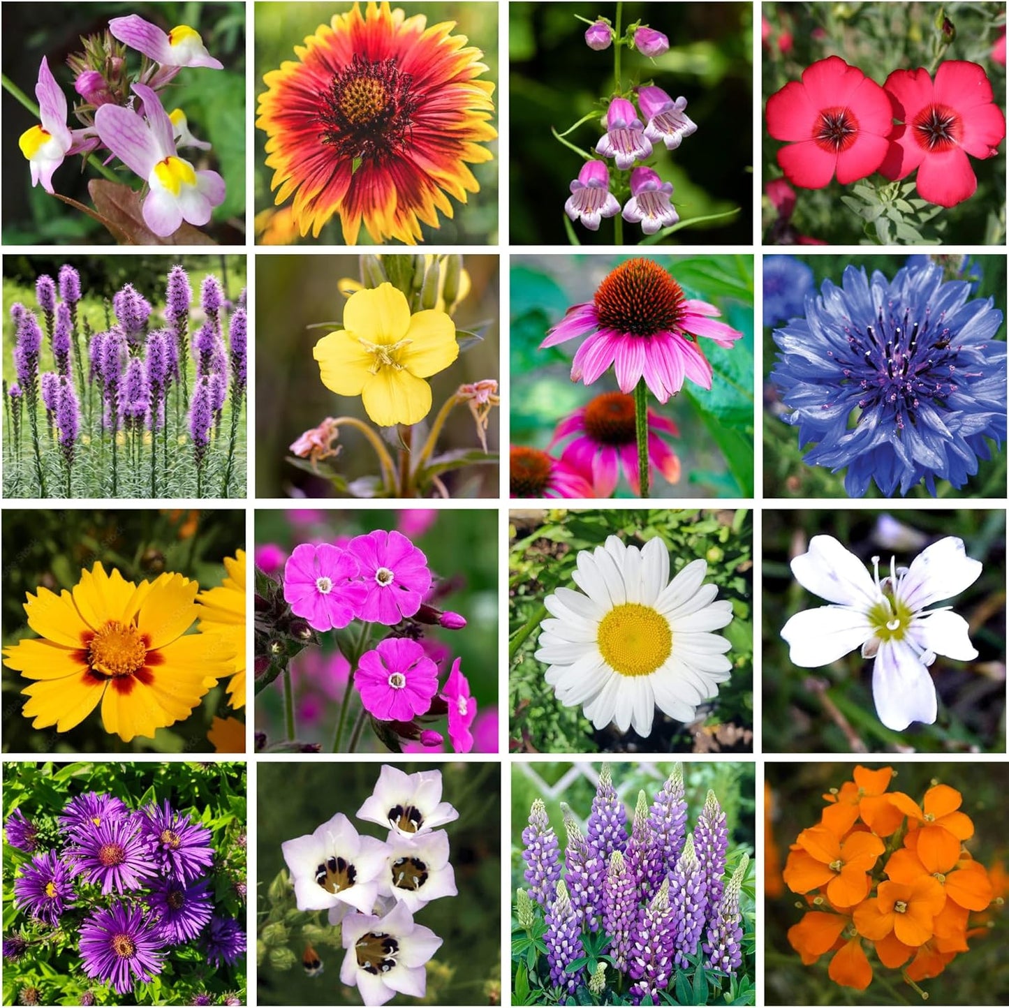 on The Go Regional Wildflower Seed Shaker - Northeast USA Wildflowers - 100% Pure Seed - Organic, Non-GMO - 21 Wildflower Variety Seeds of Annual & Perennial, 8oz