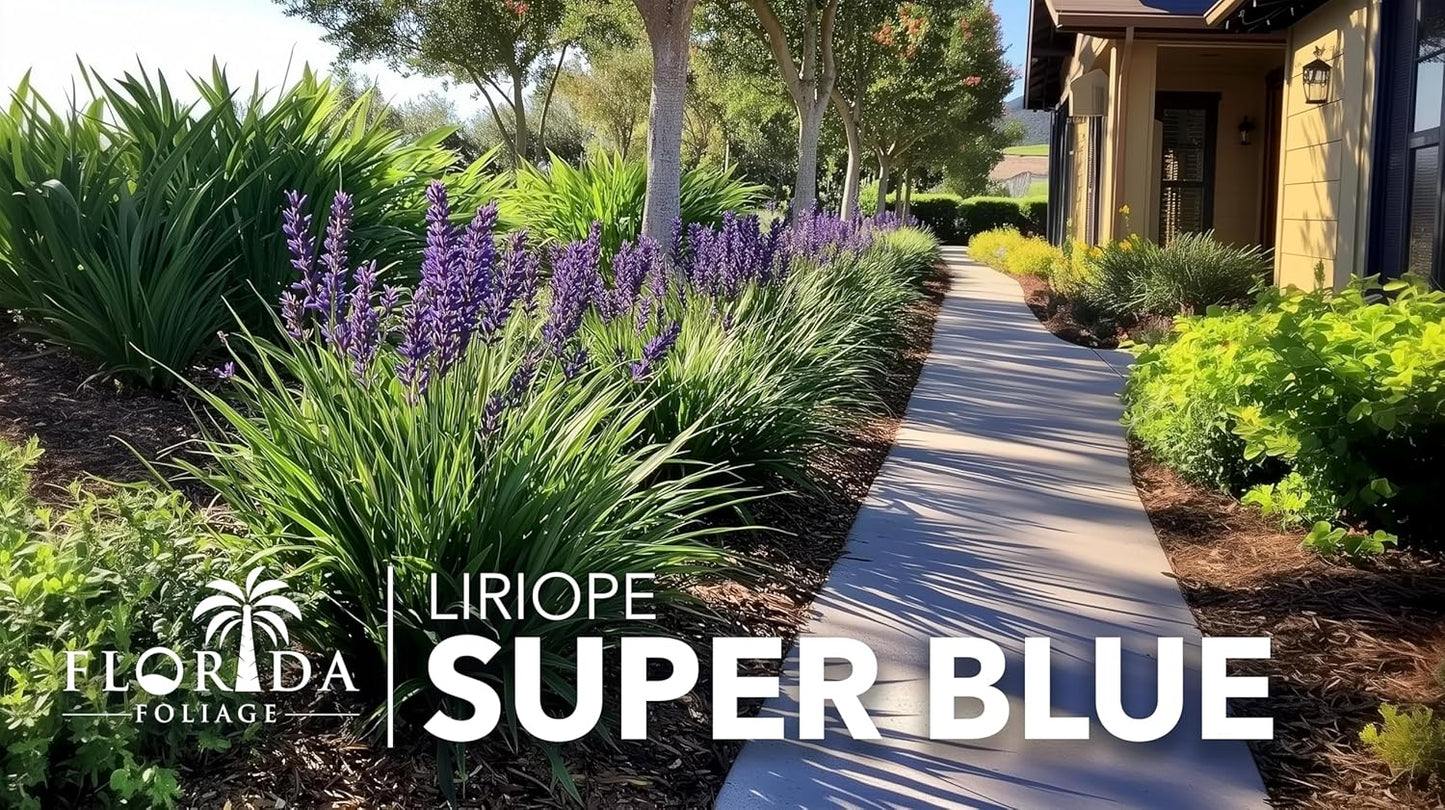 Super Blue | 40 Live Plants | Liriope Muscari | Ground Cover Plant, Ornamental Grass, Drought Tolerant, Low Maintenance, Evergreen Foliage, Purple Flower Spikes, Shade Garden Favorite, Easy to Grow