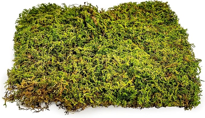 Preserved Sheet Moss in Natural Green | Decorative Real Natural Green DIY Kit Terrariums Gardenning Art Wall Decor Florist Decor Easter Table Decor Wedding - 3 Quart