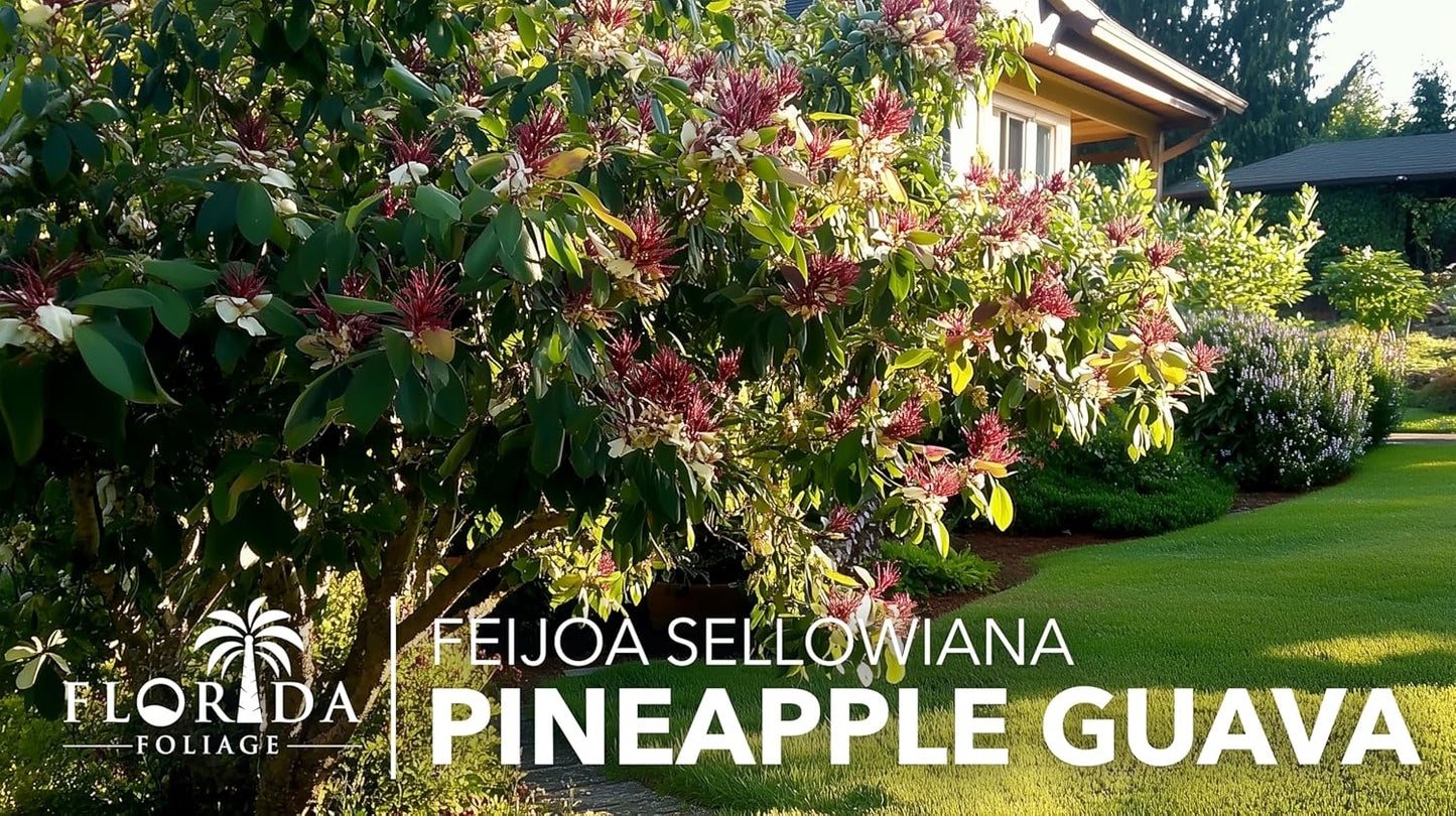 Pineapple Guava - 40 Live Plants - Feijoa Sellowiana - Edible Fruit and Flowering Foliage