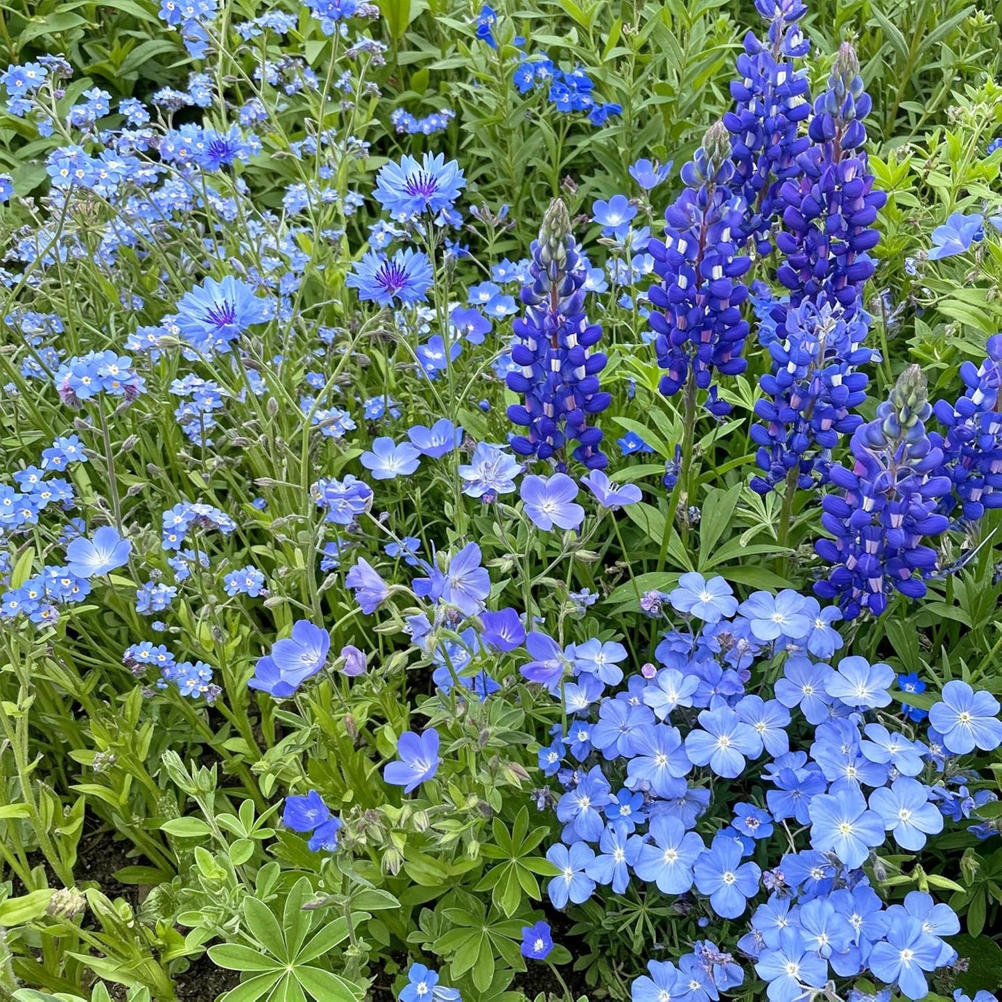 Ferry-Morse Blue Mix Bulk Wildflower Seeds, 1lb