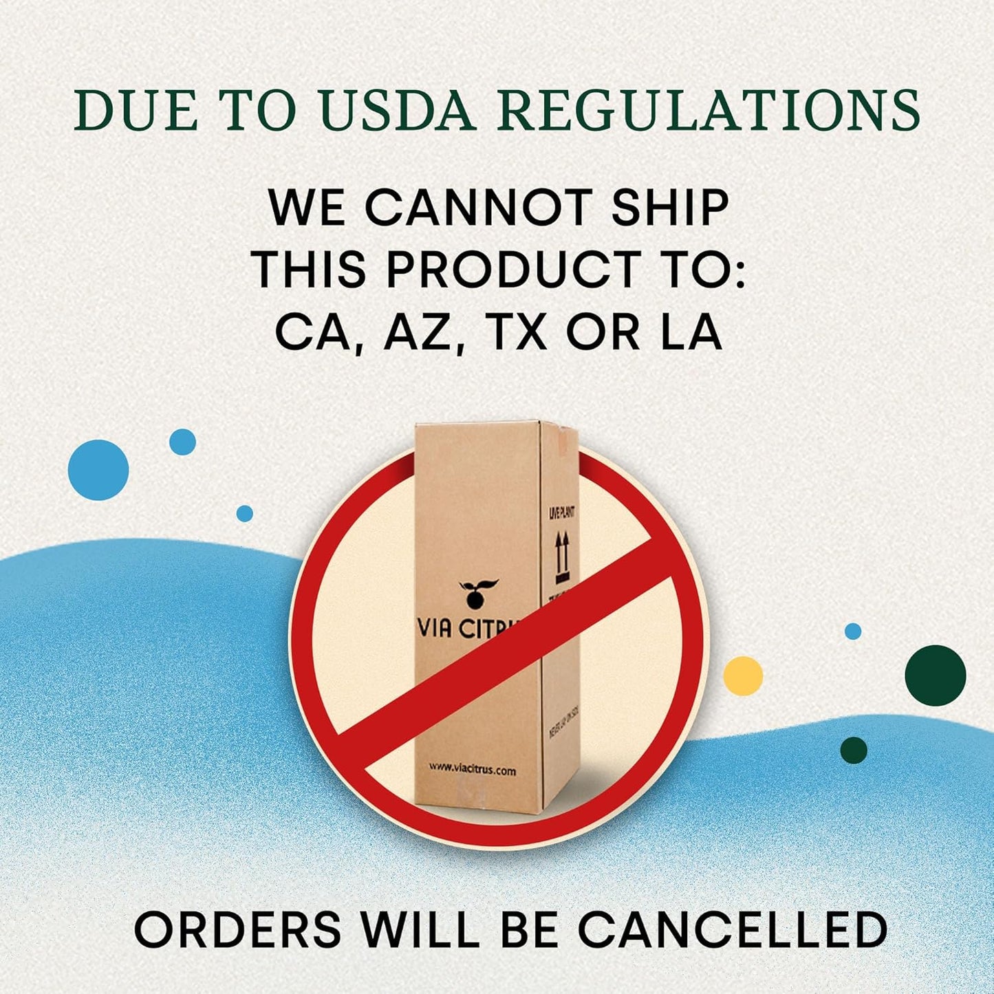 Key Lime Live Tree Indoor Plants Outdoor 18-22" Tall - Fruit Trees, Key Limes Tree Outdoor Patio Cannot Ship: CA/AZ/TX/LA – Potted Indoor Fruit Trees Live Plants, Plant Lover Gifts by Via Citrus