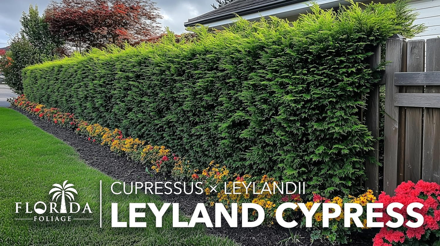 Leyland Cypress |3 Large Gallon Size Plants | Cupressocyparis leylandii | Fast Growing Privacy Trees, Evergreen Landscape Plants, Drought Tolerant, Low Maintenance, Windbreak, Hardy