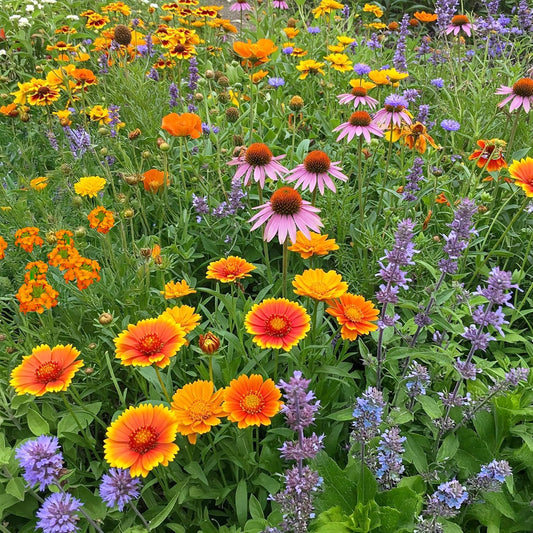 Ferry-Morse Honey Bee Mix Bulk Flower Seeds, 1lb