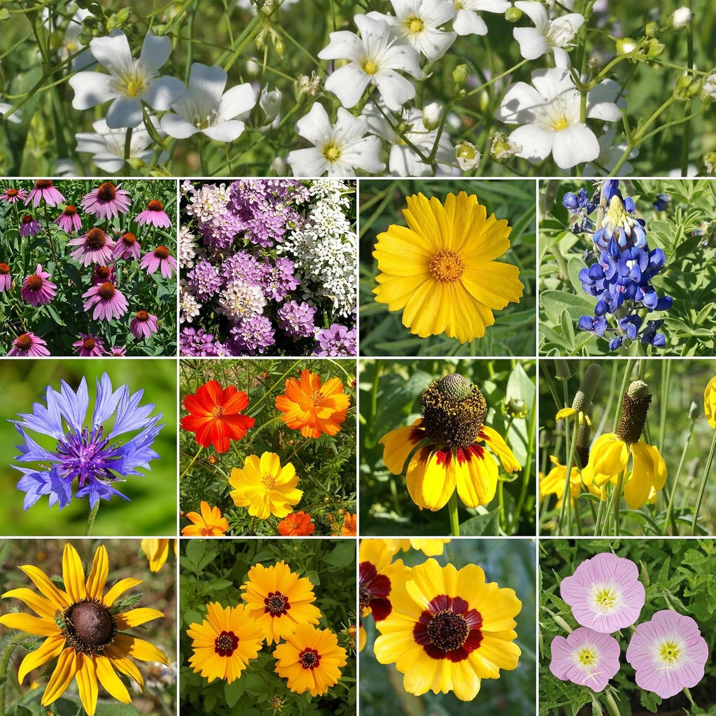 Ferry-Morse Texas Oklahoma Mix Bulk Wildflower Seeds, 1lb
