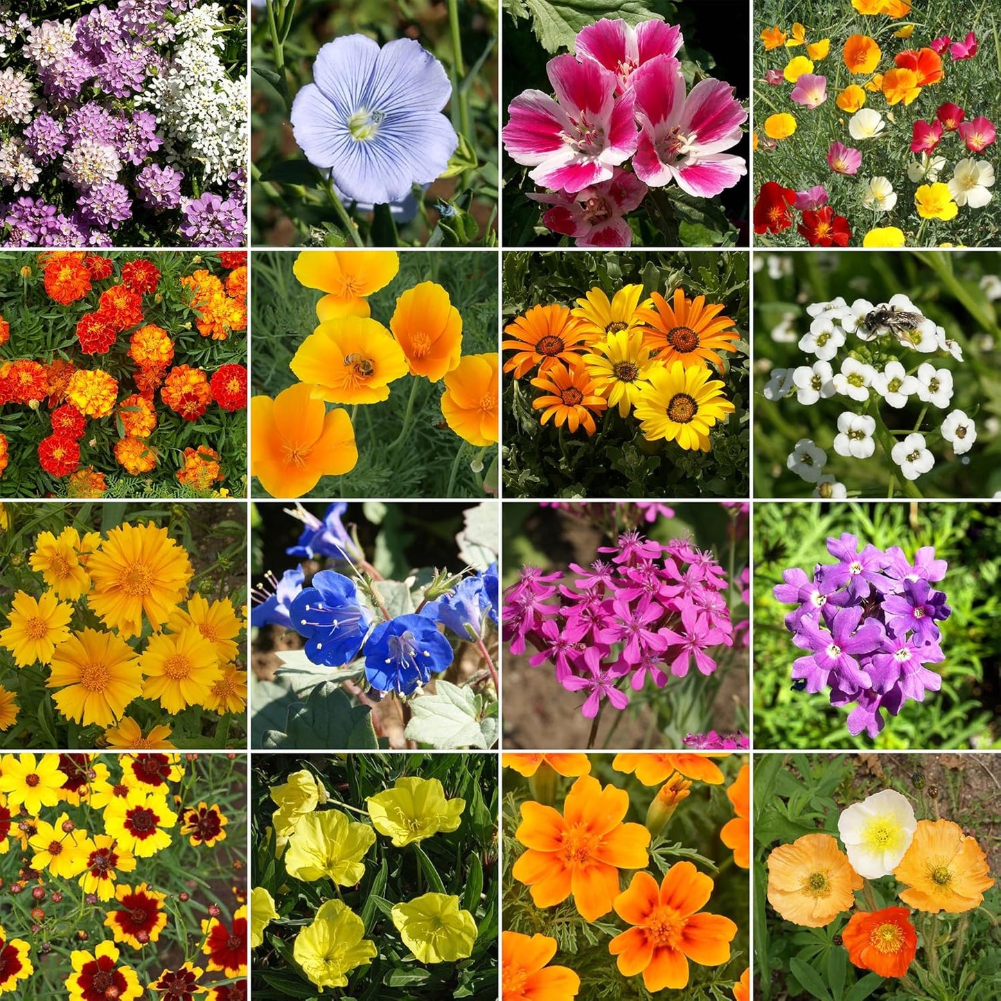 Ferry-Morse Dwarf Rainbow Colors Mix Bulk Wildflower Seeds, 1lb