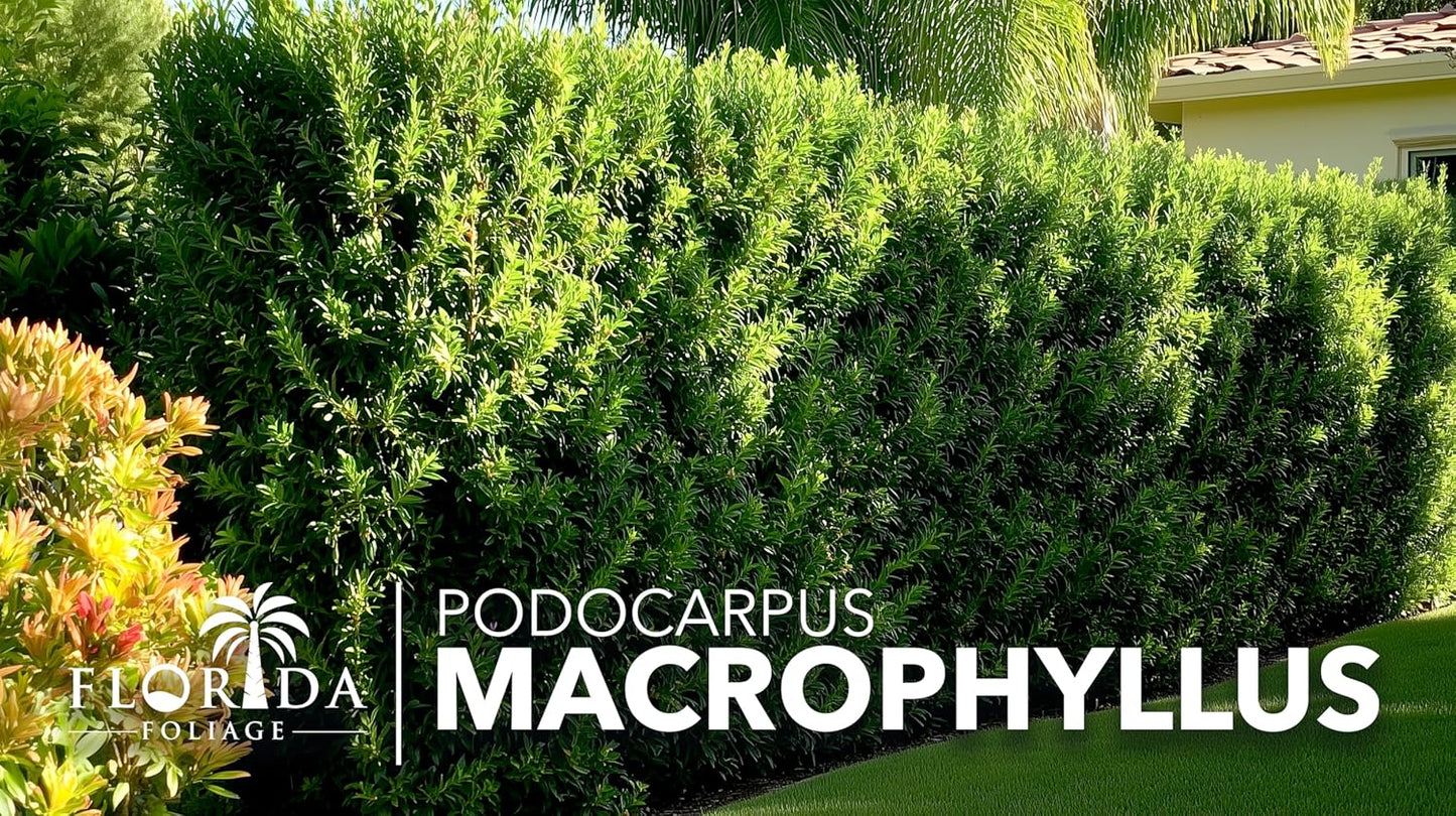 Podocarpus Macrophyllus Japanese Yew | 10 Live Plants | Podocarpus macrophyllus | Privacy Hedge Shrub | Evergreen Landscaping Plants for Gardens & Borders