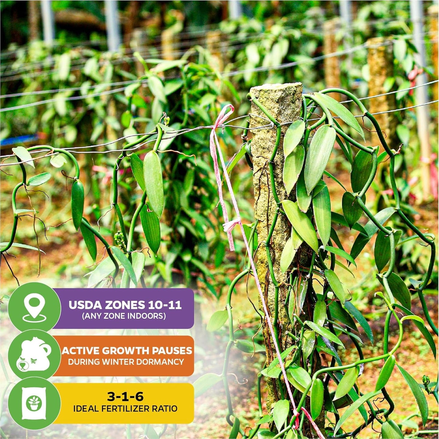 Vanilla Bean Orchid Live Plant (3-Pack) - Vanilla planifolia by Wellspring Gardens - Fragrant Vanilla Beans, Versatile Vine, Tropical Elegance, Aromatic Treasure - Vanilla Bean Starter Plant