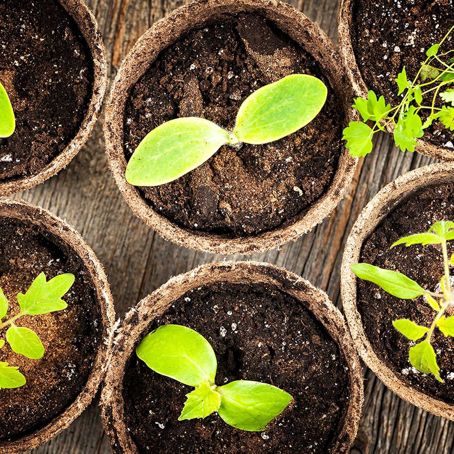 Biodegradable Peat Pots for seedlings, 100 Pack Plant Seed Starter Pots Kit, 2.36inch Succulent Planter Nursery Pots with 10 Plant Markers, Garden Germination Kits