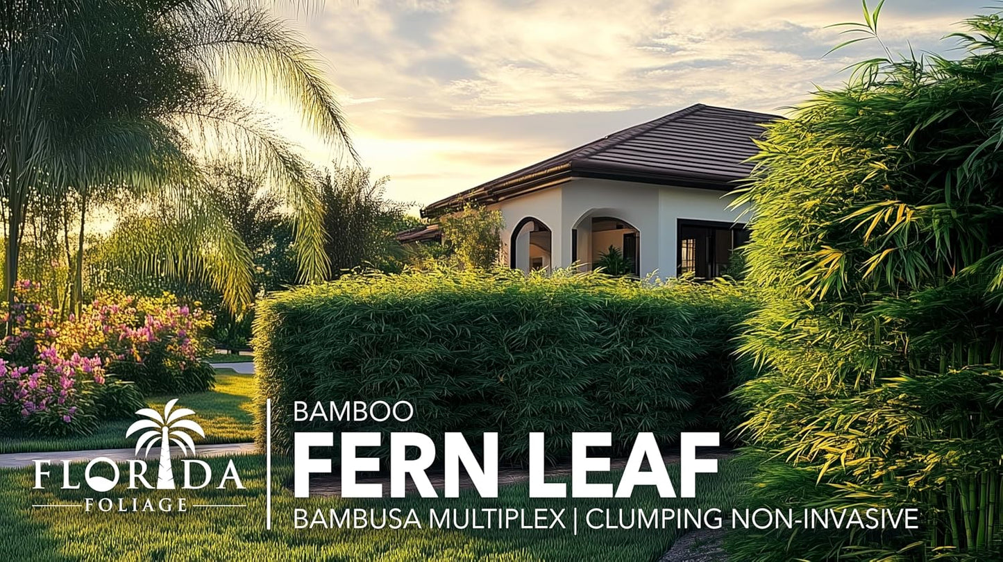 Bamboo Golden Goddess | 1 Large Gallon Size Plant | Bambusa multiplex | Fast Growing Clumping Bamboo | Privacy Hedge Windbreak Landscapes Borders Beds Decorative Accent Outdoor Screening Garden Zone