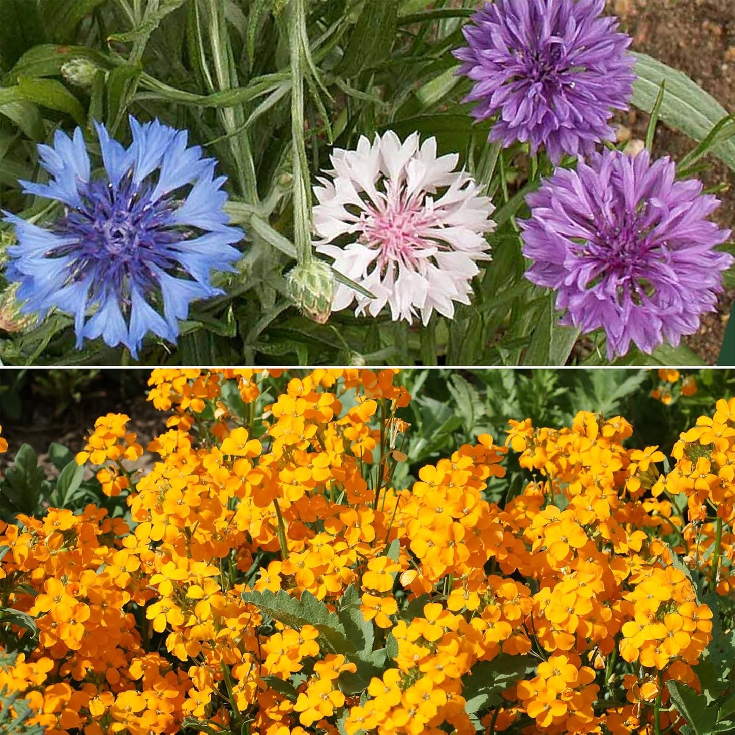 Ferry-Morse Dwarf Rainbow Colors Mix Bulk Wildflower Seeds, 1lb